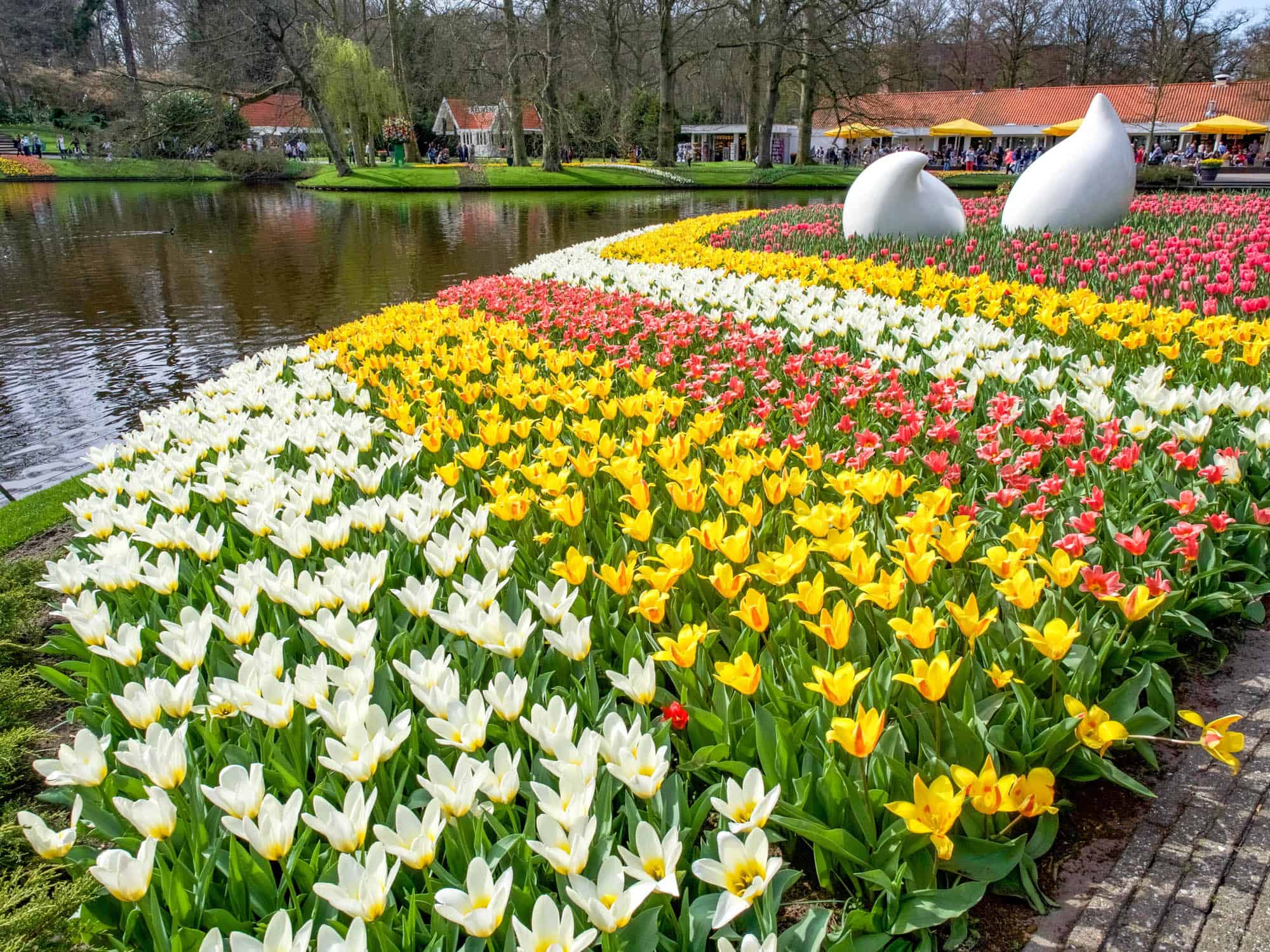 brightly colored rows of flowers next to a pond