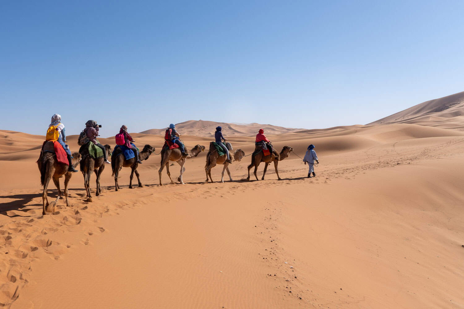 Camel train in the Sahara Desert